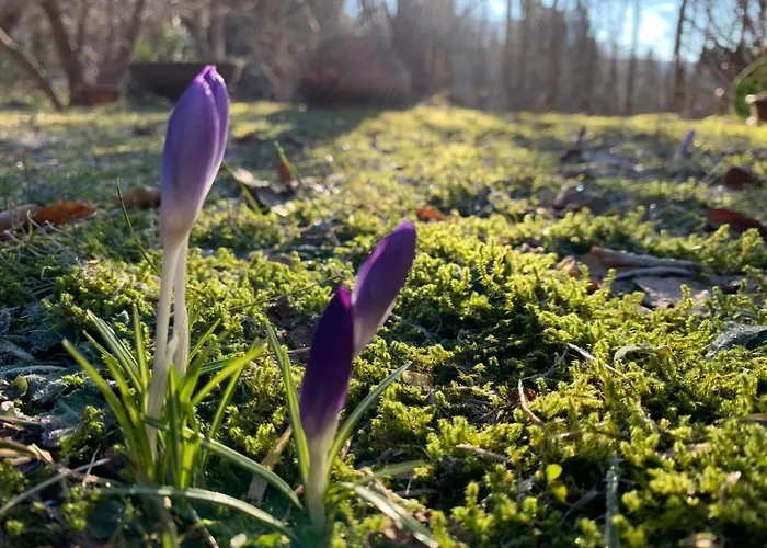 Holiday home Beim Alten Forsthaus *